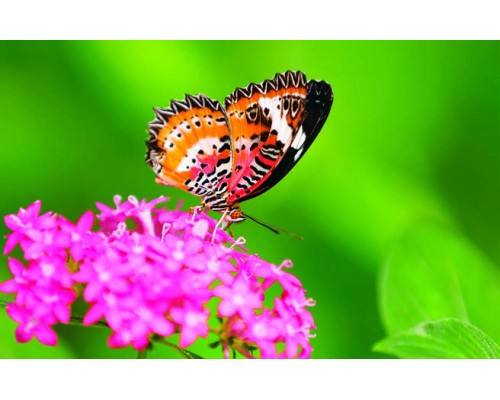Desk Calendar DC25